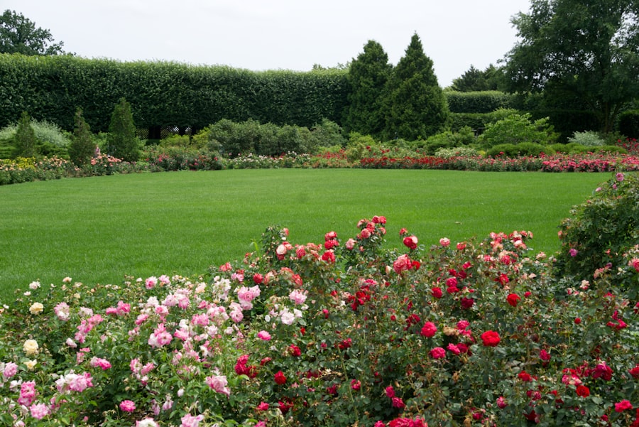 A large lawn edged with a rose border in full flower